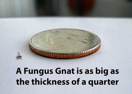 A cannabis fungus gnat is about the thickness of a quarter