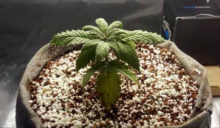 Example of a cannabis seedling that has been stunted from chronic over watering