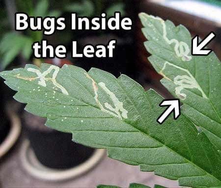 Brown or pale lines mark from leafminers show where the pest has "mined" through the leaf, leaving a trail behind