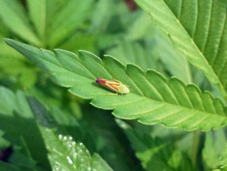 This leafhopper on a cannabis leaf is a bunch of bright colors - red, yellow, green and even purple! Despite the different colors, you get rid of it the same as any other leafhopper!