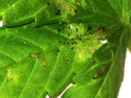 Caterpillar poop on a cannabis leaf