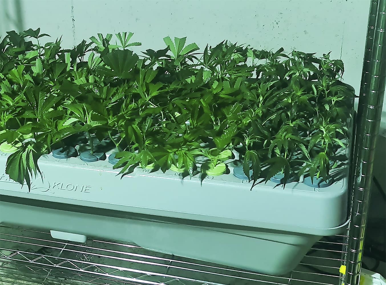 A Cut Above: Cloning Weed with an Aero Cloner