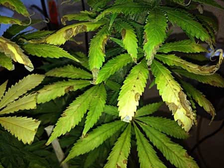 Fungus gnats cause brown spots and yellowing of cannabis leaves