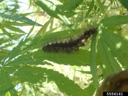 Saltmarsh caterpillar on cannabis leaf