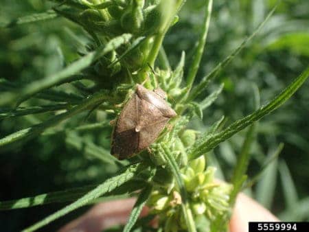 Adult brown stink bug (Euschistus) on cannabis plant