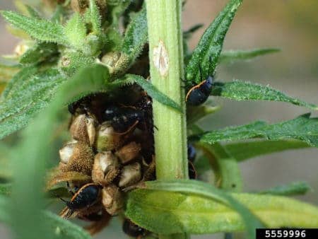 Stink bugs eating cannabis seeds and flowers