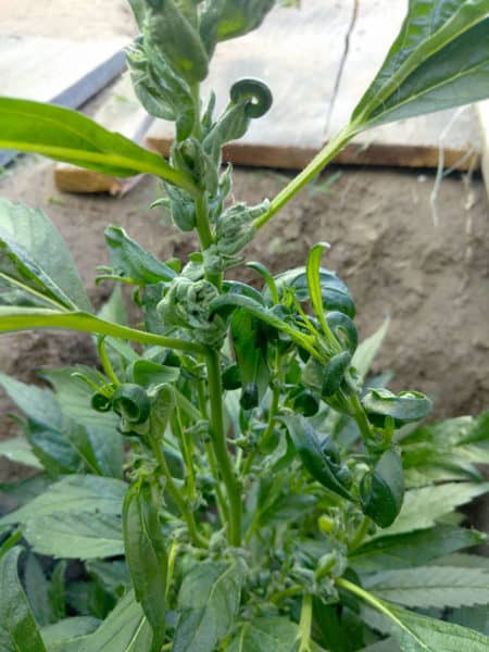 The twisted growth, smooth edges and single-point leaves on long stems are all signs this marijuana plant is re-vegging.