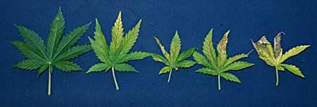 The progression of a cannabis phosphorus deficiency