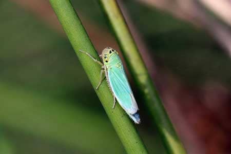 This example of a leaf hopper has an almost turquoise blue-green color