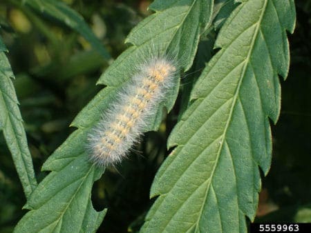 Saltmarsh caterpillar on a marijuana leaf