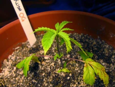 The red stems and discoloration on the leaves may be the first sign of a marijuana phosphorus deficiency