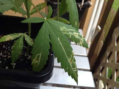 These tracks or trails on these cannabis leaves has been caused by a bug known as a leaf miner