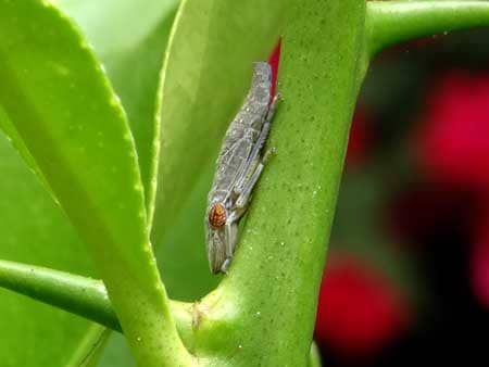 Brown / gray leafhopper bug - don't let this pest eat your marijuana plants!