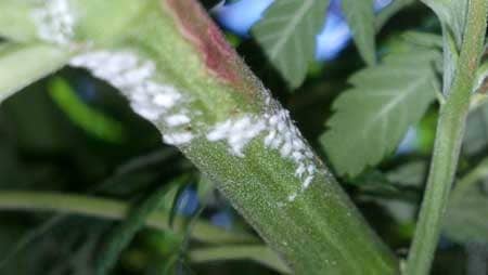 White powdery mold on the stem of an outdoor plant - White powdery mold can grow nearly anywhere on the plant that's exposed to air.