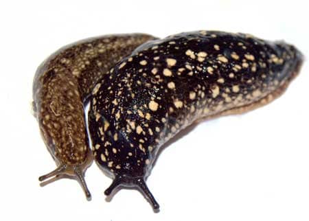 Two big gross slugs - don't let slugs attack your growing cannabis plants!