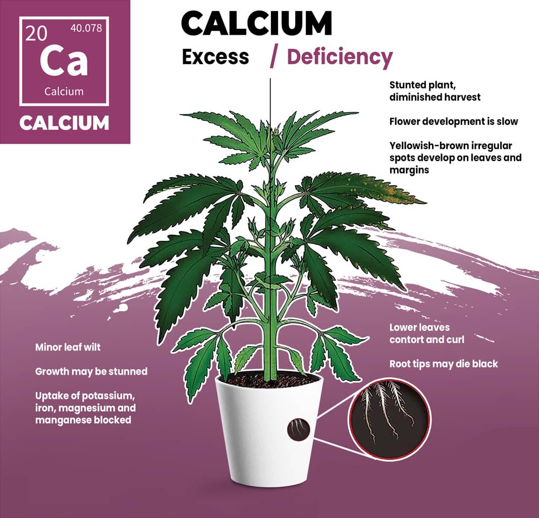 Cannabis Calcium Deficiency Visual Guide
