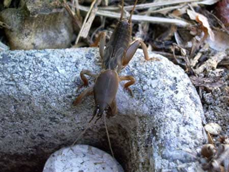 Example of a mole cricket, which can tunnel under your cannabis plants and disturb their roots