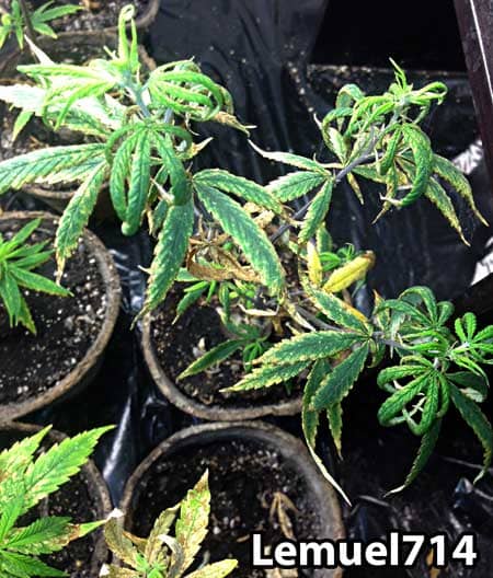 Cannabis damage caused by overwatering and fungus gnats in the soil