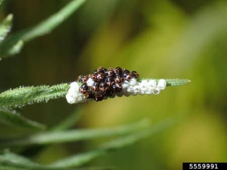 These white eggs on a cannabis leaf just hatched the young of red-shouldered stink bugs