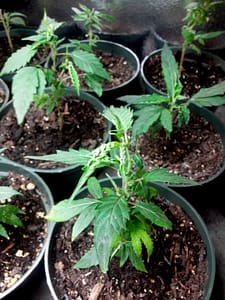 clones from a flowering plant