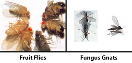 Fruit Flies vs Fungus Gnats