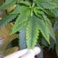 This marijuana leaf is showing signs of a magnesium deficiency