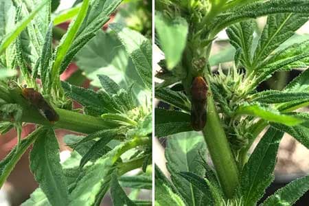 Example of a leafhopper hanging out on a cannabis plant. This tutorial will teach you how to get rid of leafhopper for good!