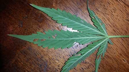 Caterpillar damage on a marijuana leaf - this is the back of the leaf