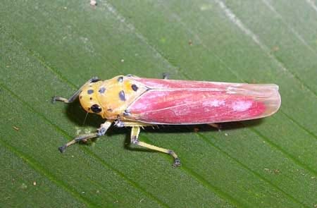 A yellow and pink leaf hopper hanging out - learn how to get rid of this common cannabis pest!