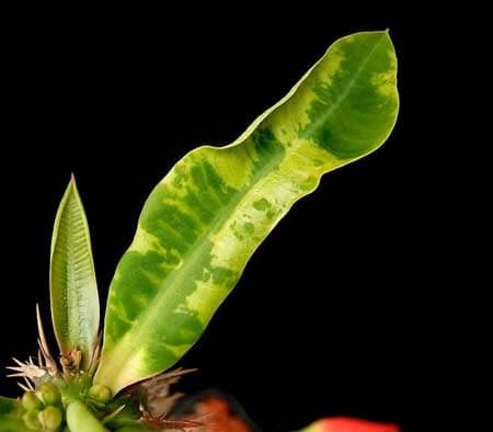 Euphorbia viguieri plant infected with mosaic virus