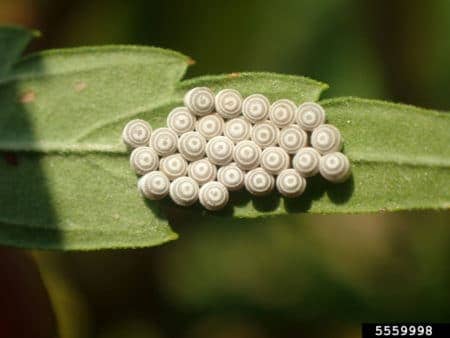 Eggs on cannabis leaves caused by the conchuela stink bug (Chlorochroa ligata)