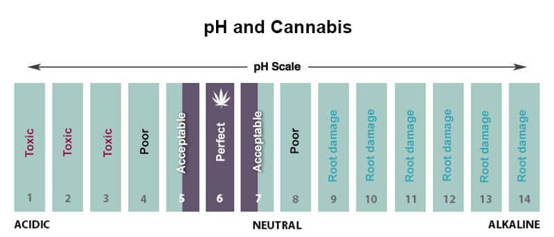 pH levels for cannabis