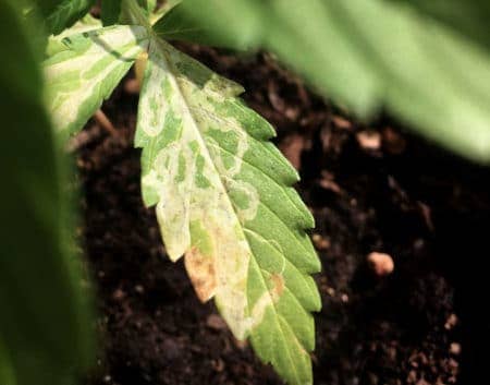 Example of leafminer damage on a cannabis leaf
