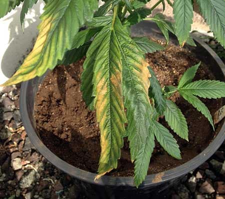 The yellow and brown leaves are showing the signs of a marijuana potassium deficiency