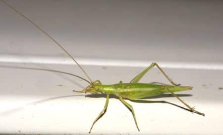 Tree crickets are known to chew on cannabis leaves