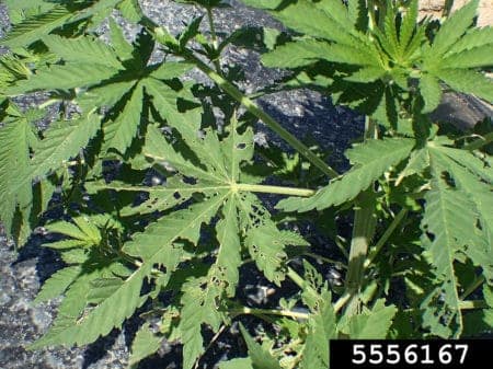 Example of grasshopper damage on cannabis leaves