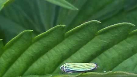 This leafhopper bug on a cannabis leaf is a pest! Learn how to get rid of them in this tutorial!
