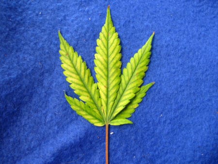 This cannabis leaf with a magnesium deficiency also has red stems.