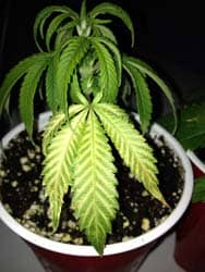 Example of a droopy marijuana seedling with yellow leaves that have green stripes - these symptoms are the result of overwatering!