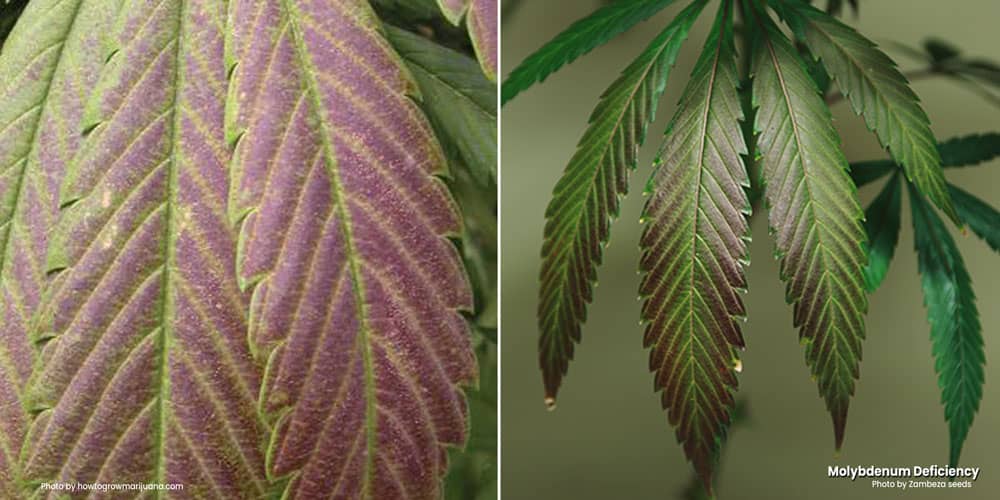 Interveinal chlorosis because of a Molybdenum deficiency