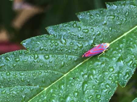 Example of a pink, red, blue, purple and yellow leafhopper - this color of leafhopper is pretty common in the USA