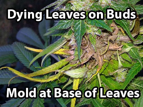 Bud Rot or Mold