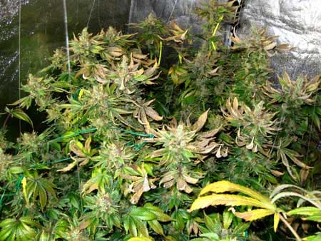 Cannabis plants with crispy brown leaves after suffering from heat stress