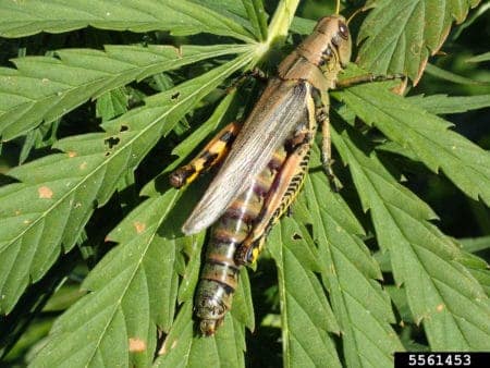 Example of a grasshopper chilling on a damaged cannabis leaf