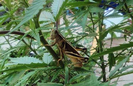 Example of a grasshopper on a cannabis plant