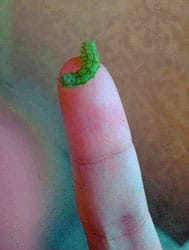 A small green caterpillar on someone's finger for scale