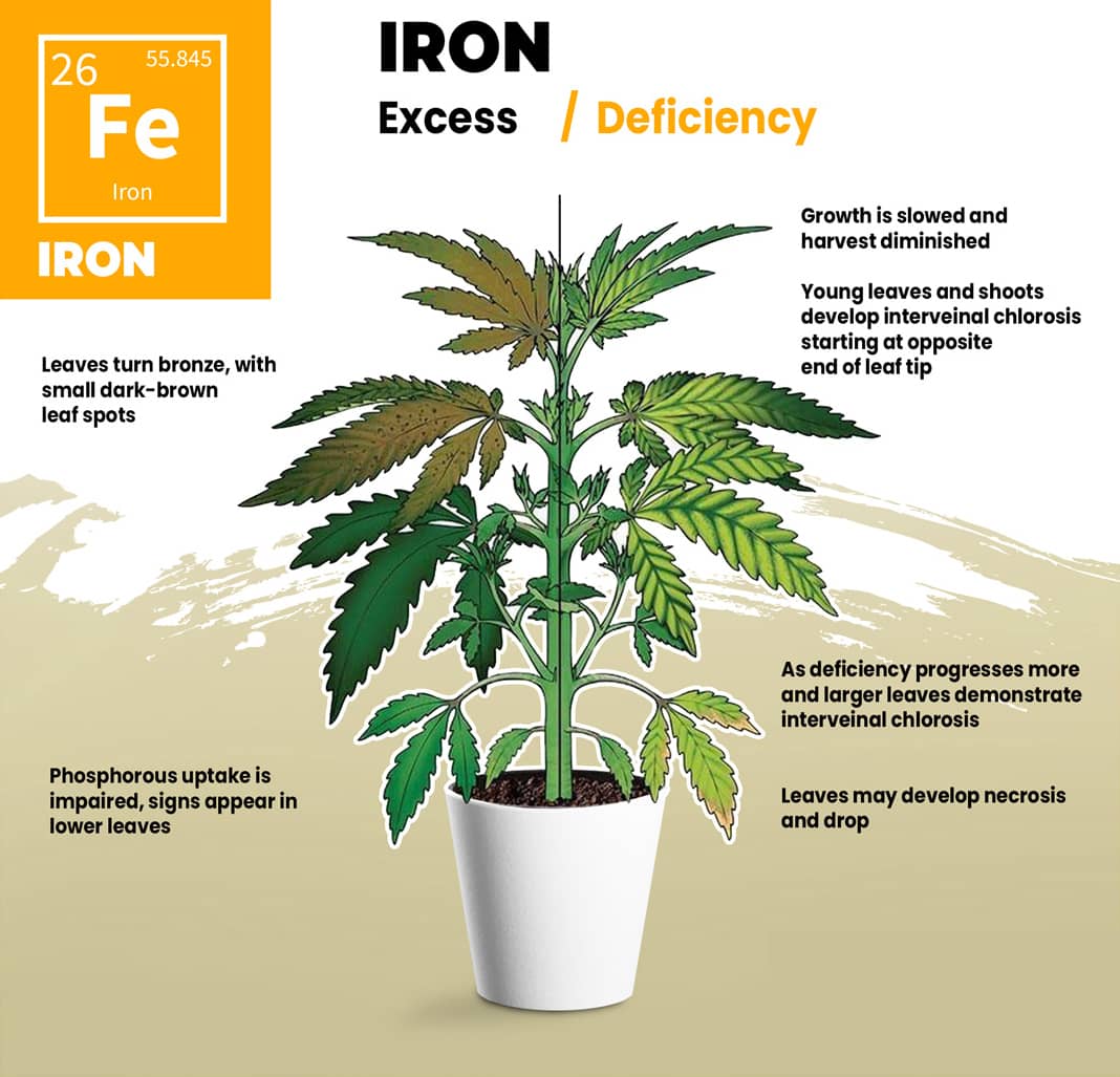 Cannabis Iron Deficiency Visual Guide