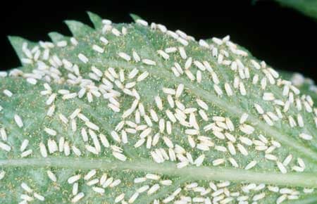 Cannabis white fly infestation