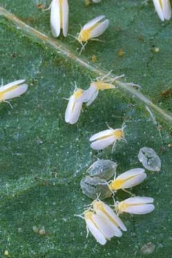 Silver leaf whiteflies and round nymph young