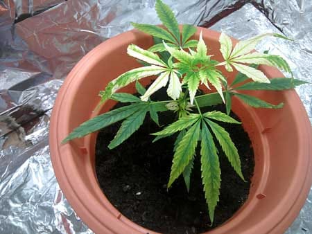 This cannabis plant has a potassium deficiency with yellow, almost bleached looking leaves. Overwatering may have contributed to these leaf symptoms.
